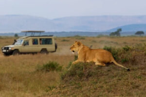 Accommodation Web Design Safari